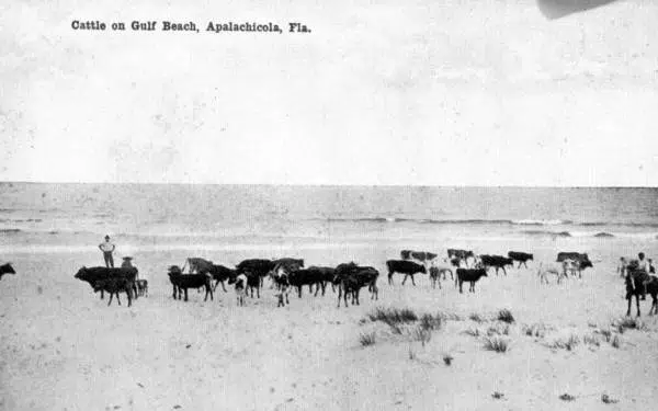 Cattle on Beach