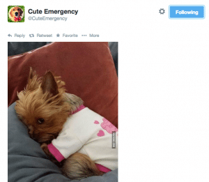 Twitter - Cute Emergency