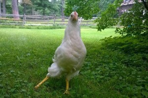 Cicely the Chicken with 3D leg