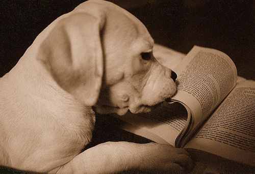Puppy Reading