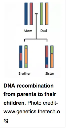 Genetics Diagram